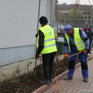 Au fost plantati 50 de arbori  in curtea scolii Nr. 1 din Dobroesti.