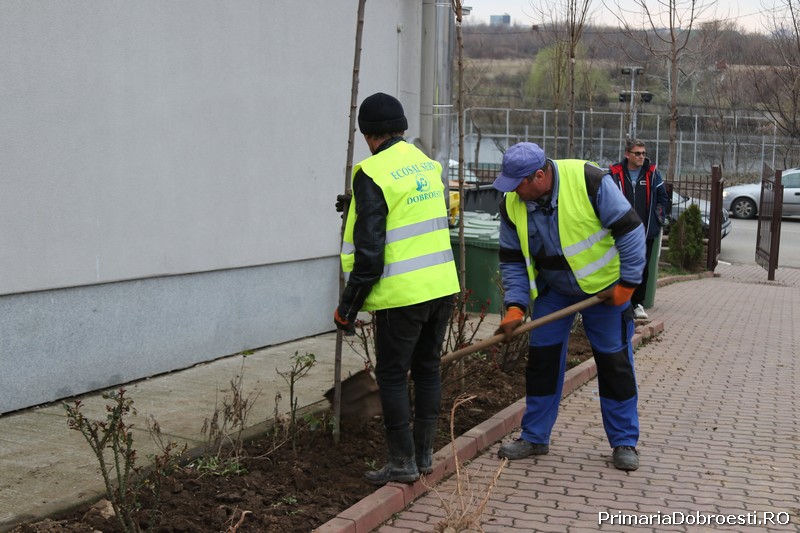 Au fost plantati 50 de arbori  in curtea scolii Nr. 1 din Dobroesti.