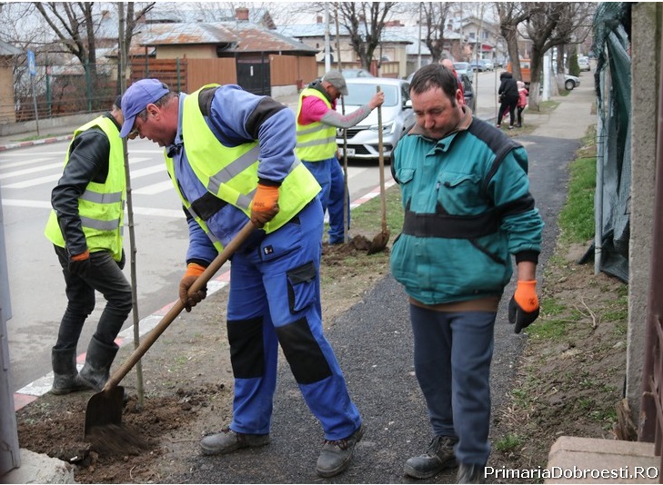 Plantare arbori dobroesti