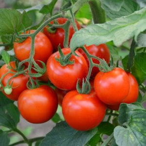 ANUNȚ cu privire la programul de susținere a produsului tomate în spații protejate
