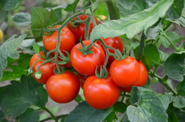 ANUNȚ cu privire la programul de susținere a produsului tomate în spații protejate