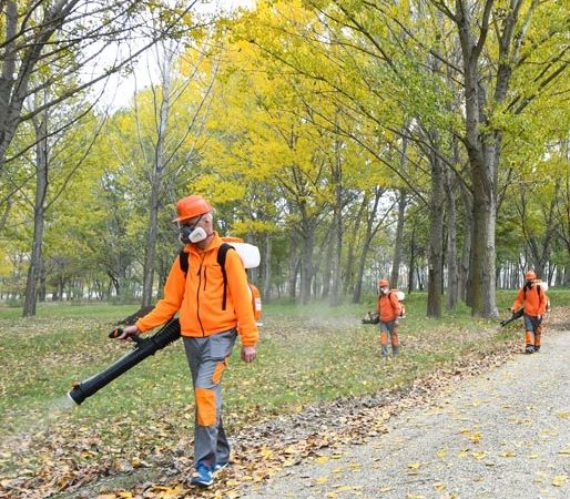 Actiuni de dezinfectie, desinsectie si deratizare in parcurile din Dobroesti