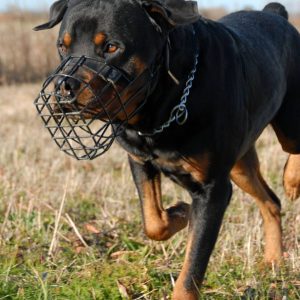 Reglementari privind regimul de deținere al câinilor periculoși și agresivi