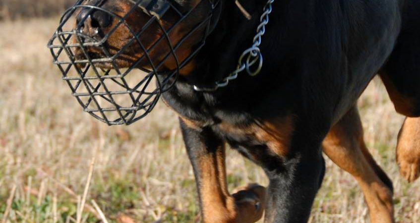 Reglementari privind regimul de deținere al câinilor periculoși și agresivi
