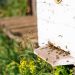 Informare asupra ORDONANŢEI DE URGENŢĂ nr. 14 din 28 februarie 2024 privind instituirea unei scheme de ajutor de stat pentru compensarea parțială a pierderilor suferite în anul 2023 în sectorul apicol